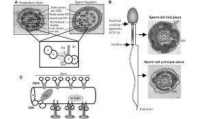 What is the structure of cilia and flagella. Axonemal Structure Of Respiratory Cilia And Sperm Flagella A The Download Scientific Diagram