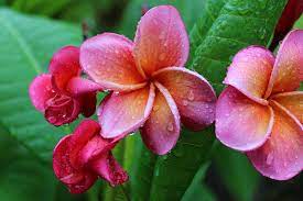 Kimo Plumeria 7 16 2014 058 Plumeria Plumeria Flowers Trees To Plant