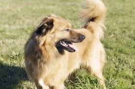 Majorca shepherd dogs have a gaze like no other dog of their kind. Majorca Shepherd Dog Breed Information And Pictures Petguide