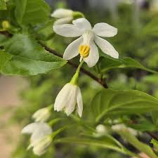 Image result for Embelia xylocarpa