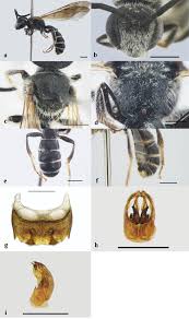 Image result for Lipotriche