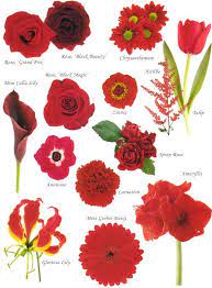 Here is a list of flower names in alphabetical order you can use it as a reference when searching for flowers. Flower Names By Color Flower Names Red Flowers Red Wedding Flowers