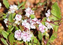 Image result for Cuscuta planiflora