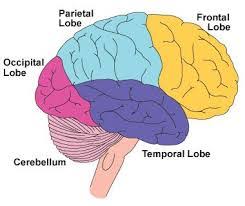 Image result for Parietal Lobe