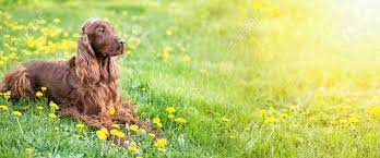 Jan 06, 2017 · often times these flowers are so good that they look exactly like the real thing, especially if they're planted in flower pots. Website Banner Of A Happy Irish Setter Dog With Dandelion Flowers Stock Photo Picture And Royalty Free Image Image 79937892