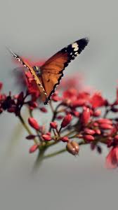 80 Best Of Iphone X Wallpapers Amazing Wallpaper For Iphone X Iphone Wallpaper Iphone Backgr Iphone 5s Wallpaper Butterfly Wallpaper Iphone Bokeh Wallpaper