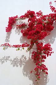 Check spelling or type a new query. Red Flowers An Alphabetical List Of Tropical Flower Names With Facts And Pictures Flowers Tn Leading Flowers Magazine Daily Beautiful Flowers For All Occasions