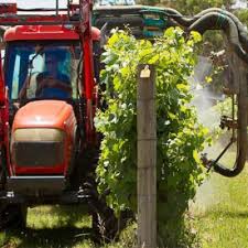 Viticultura 2017 Ghid Cum Sa Sustii Dezvoltarea Corecta A Vitei De Vie Cu Spalierii Metalici De Vie Proiectcasa