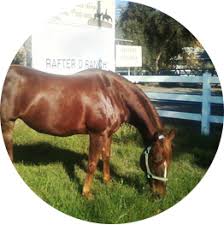 How much does it cost to own a horse? Growth Feed For Young Horses Integrity Horse Feed