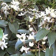 Check spelling or type a new query. Clematis Armandii Groenblijvende Vroegbloeiende Klimplant Clematisonline Blog