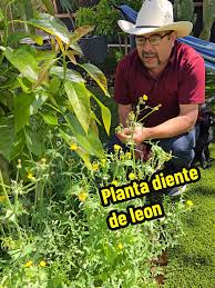 Planta Diente de León: Beneficios y Usos
