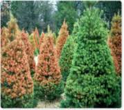 The green giant arborvitae, thuja plicata 'green giant', is the fastest growing evergreen shrub that we know of. Winter Burn Arborvitae Evergreens Care Treatment Wi Minnnesota
