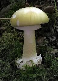 Amanita Phalloides Vaill Fr Link Pilze Giftige Pilze Und Pflanzen