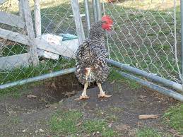 Caring For Our Egg Bound And Prolapsed Chicken Chickens Backyard Egg Bound Chicken Egg Laying Chickens