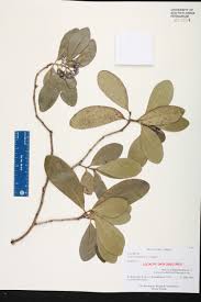 Image result for Canellaceae