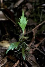 Image result for Phyllocladus