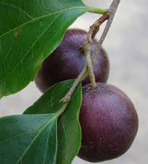 Image result for Flacourtia