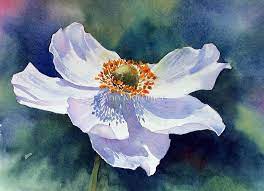 Japanese Anemone By Ann Mortimer Flower Painting Flower Art Watercolor Flowers