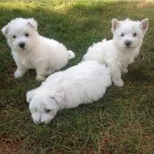 West Highland Terrier Puppies Home Facebook