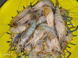 Sebuah kesalahan dalam pemilihan spot memancing udang galah hari ini Mrs Secretary Udang Galah Viral Rm1