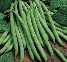 This New Bean Variety Blue Lake Pole Fm1k Offers High Yields Of Sweet And Round 6 7 Stringless Pods Over An E Growing Bush Beans Pole Beans Green Bean Seeds