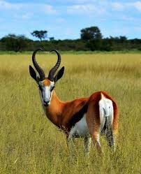 In fact horns and antlers are two different things. Heart Horns Africa Animals South African Animals Animals