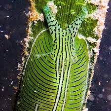 Image result for Agrostis taylorii