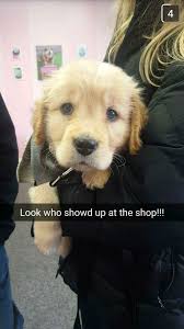 Check spelling or type a new query. Experience With Mitchell S Gold Mine In Marshall Wi Golden Retriever Dog Forums