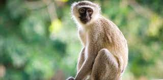 Built by trivia lovers for trivia lovers, this free online trivia game will test your ability to separate fact from fiction. Are You A Monkey Proprofs Quiz