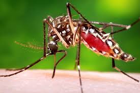 628 3rd st, columbus, in, 47201, usa. A Guide To Control Mosquito Invasion Ecomena
