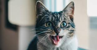 Pastikan kamu memeriksa tanda tanda pilek atau infeksi. Kucing Keluar Air Liur Terus Menerus Ini Dia 8 Penyebabnya Pintarpet