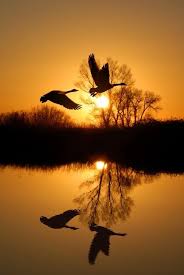 Birds Flying In The Sky Sunset Flying Geese Photography Sky Water Birds Sun Reflection Nature Photography Beautiful Nature Scenery