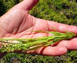 Image result for Briza minor