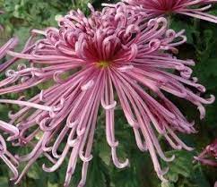 Pinterest
