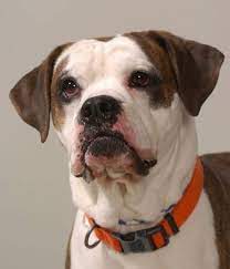 They grasp your orders in no time as they are keen to learn happy fostering to you! No Interest In Me Nobody Is Sharing My Picture Please Help Me Brock Boxer Mix Franklin County Dog Shelter Adoption Center Colu Dog Adoption Pets Shelter Dogs