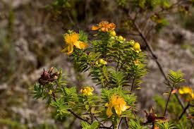 Image result for Hypericum revolutum