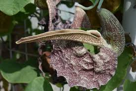 Image result for Aristolochia albida
