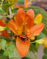 Image result for Ruttya fruticosa