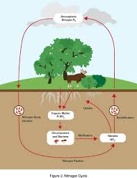 Nitrogen Cycle Nitrogen Cycle Nitrogen Fixation Nitrogen
