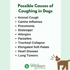 Types of lung carcinoma in dogs. What Causes Coughing In Dogs