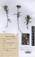 Image result for Dicoma capensis