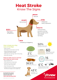 With large dogs there is an increased risk when spaying in heat cats are not stupid and if they can find shade or a dark cool place they will. Why Is My Dog Panting And Restless Signs Of Heat Stroke Infographic