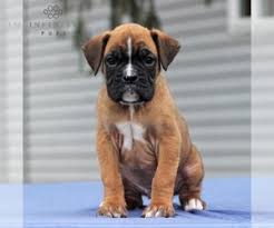 Call us & let us know exactly what you're looking for. Boxer Puppies For Sale In Pennsylvania Usa Page 1 10 Per Page Puppyfinder Com