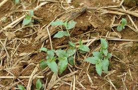 Image result for Panicum brevifolium