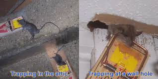 Our naperville pest control experts have the experience you need for all types of pests. How To Tell If You Have Mice In Your Walls Mice