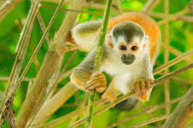 Central American Squirrel Monkey Manuel Antonio Costa Rica Http Www Marisabascope Com Wildlifephotography Squirrel Monkey Cute Animals Wildlife Animals