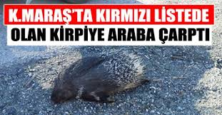 Kahramanmaras Ta Nesli Tukenmekte Olan Hayvan Telef Oldu