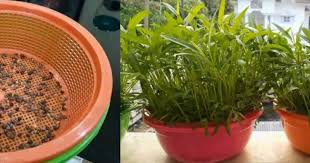 We did not find results for: 5 Penyakit Pokok Betik Yang Akan Menjejaskan Hasil Buah Impiana