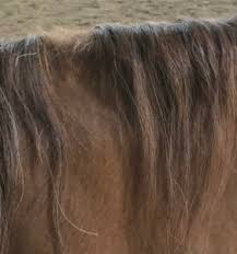 The primary goal is to make your hitched horse hair tack durable enough for. The Ultimate Guide To Growing Your Horse S Mane And Tail Equine Wellness Magazine