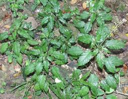 Image result for Pyrostria